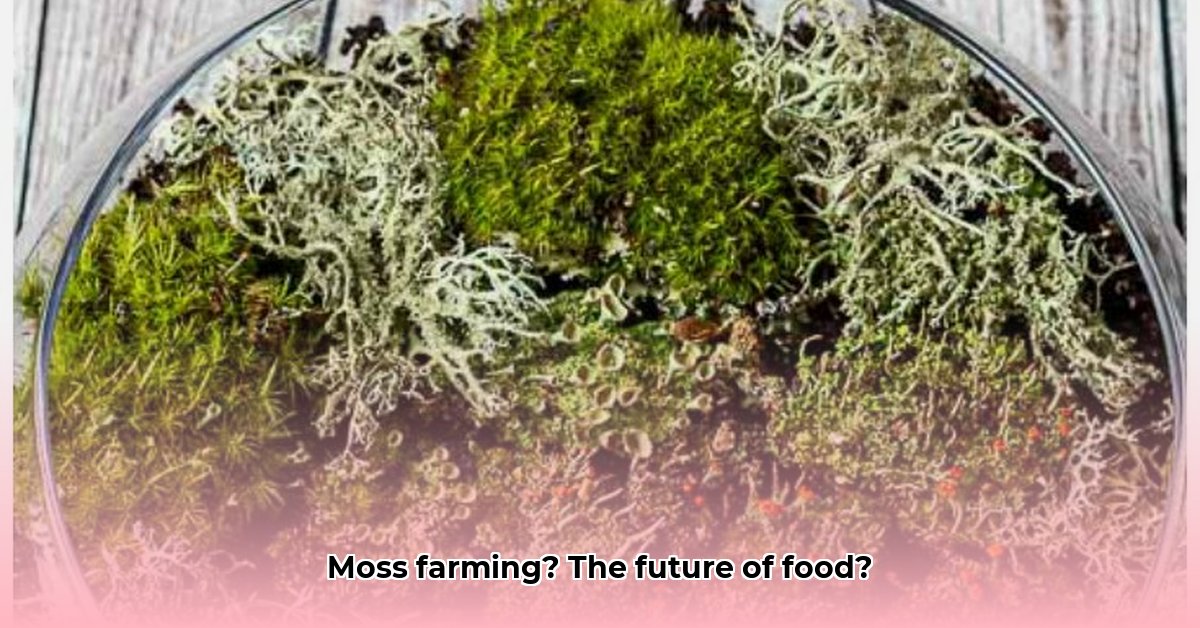 sustainable-indoor-moss-farming